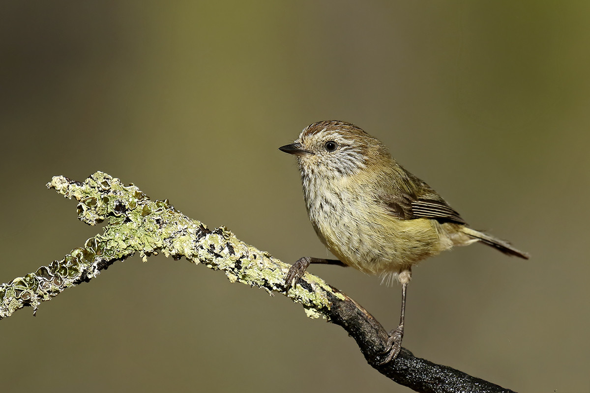 image Striated Thornbill